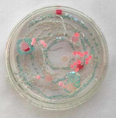 Pilar Pedroza. Comportamiento Ondulatorio.